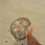 Byron bay jellyfish