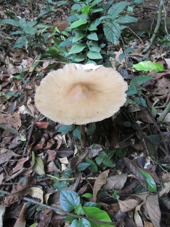 funghi thailandia