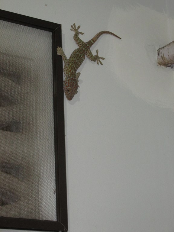 ko phangan big gecko