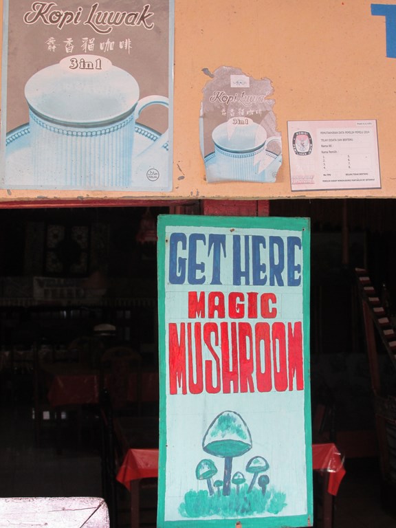 magic mushroom 6
