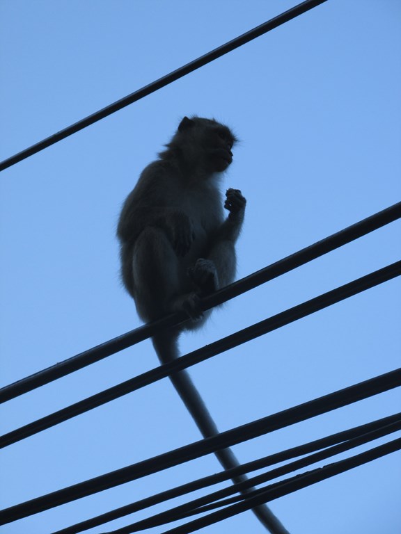 tang kuan monkey