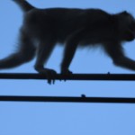 thai monkey on wire