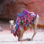 A Petra, dove i cammelli fanno yoga