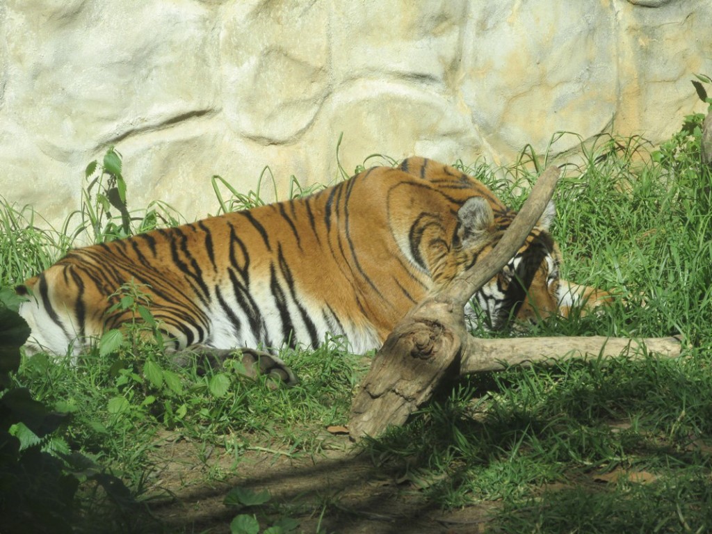tigre Ayamonte