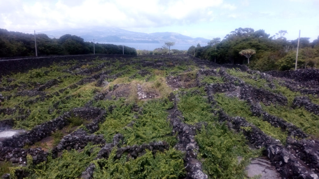 I currias, le vigne vulcaniche di Pico